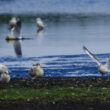 Mouettes rieuses juvéniles